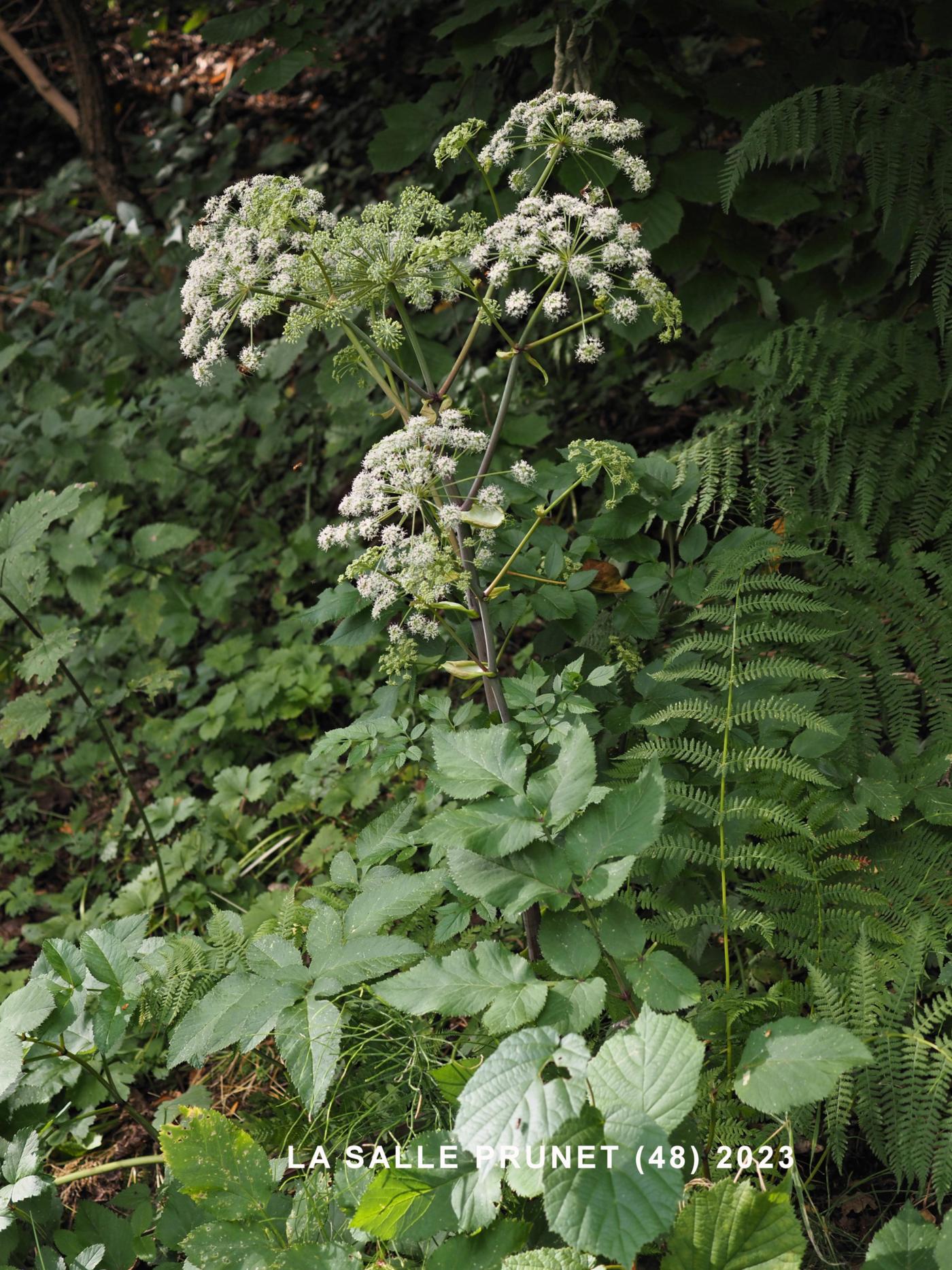 Angelica, Wild plant